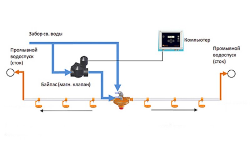Содержание птицы: "внутренняя суть" биопленки Содержание птицы: "внутренняя суть" биопленки