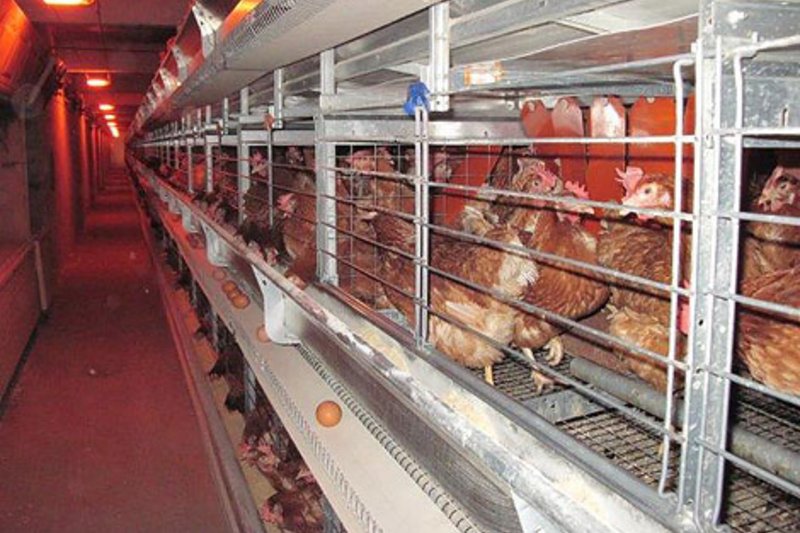 Las instalaciones avícolas cumplen totalmente las regulaciones de la directiva de la UE acerca del bienestar de gallinas ponedoras