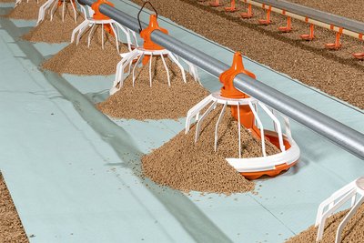 Откорм бройлеров: нет необходимости в распределении корма для цыплят вручную 