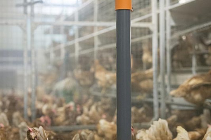 Egg production barn with PickPuck pendulum 