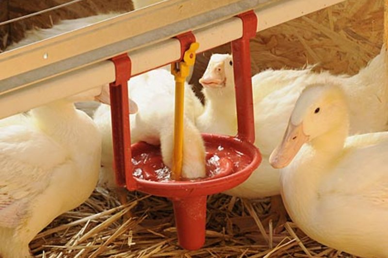 Innovative Pekino cup drinker for duck production 