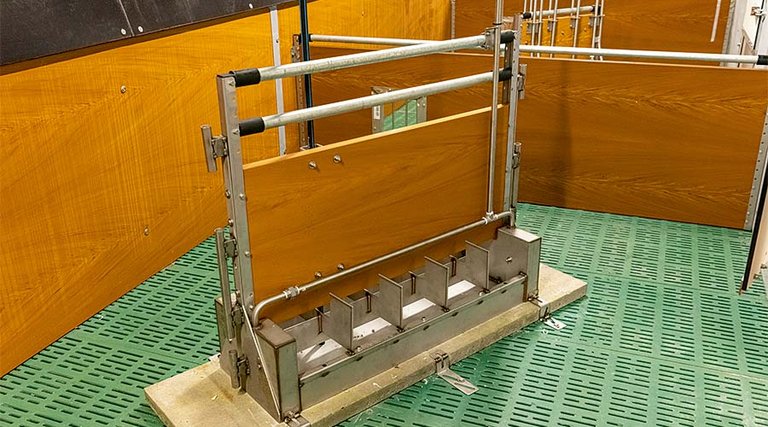 Special feature: the trough drinker was developed specifically for the Big Dutchman straw bedding concept Xaletto, but is also a great addition to the piglet rearing house of farmer Behnen. 