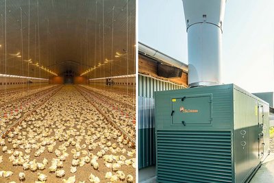 Élevage de poulets de chair | À gauche intérieur du bâtiment avec poulets, à droite échangeur de chaleur