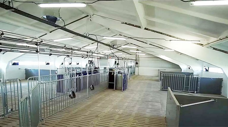 View into the gestation area: group housing with the CallMaticpro ESF system 