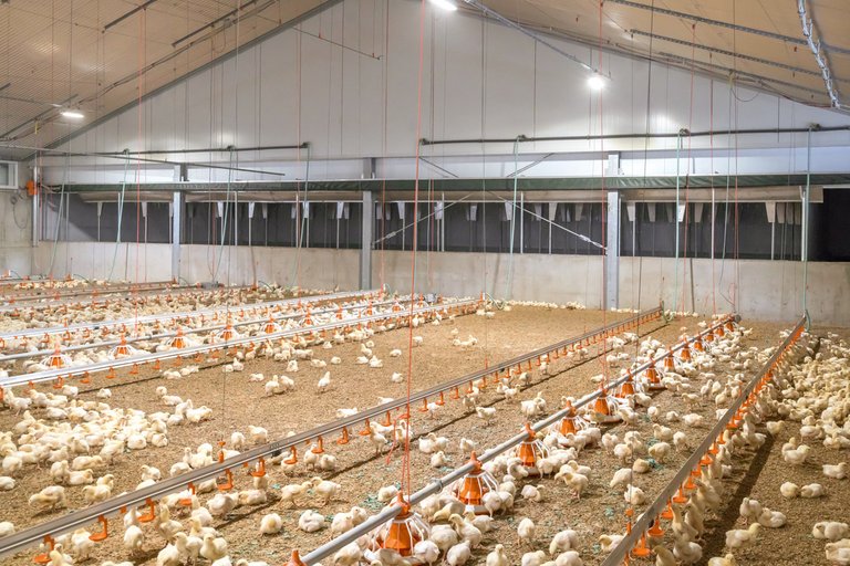 Trattamento dell’aria esausta per gli allevamenti avicoli con il filtro Pollo-M