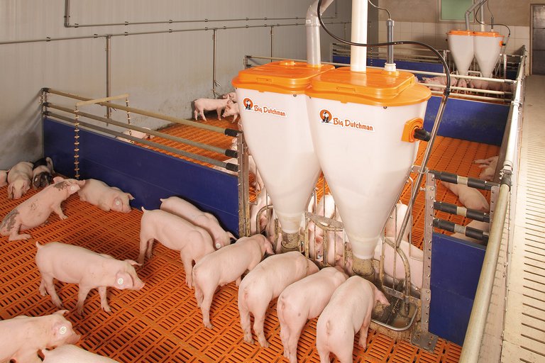 Successful piglet rearing 