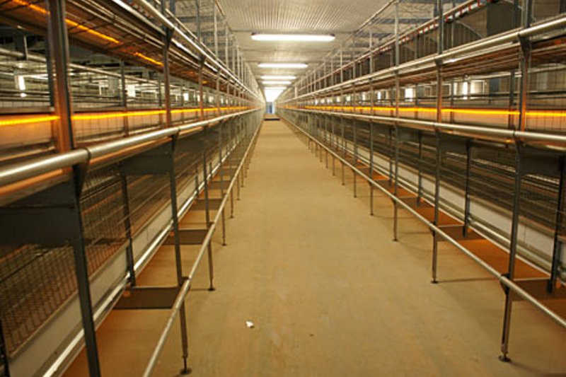 Manejo de aviarios: pasillo de yacija en el sistema NATURA 70