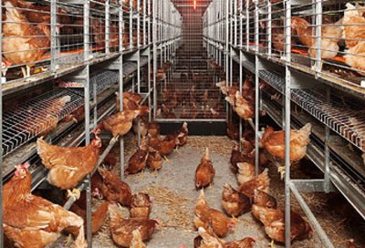 Informative leaflet on new poultry housing system
