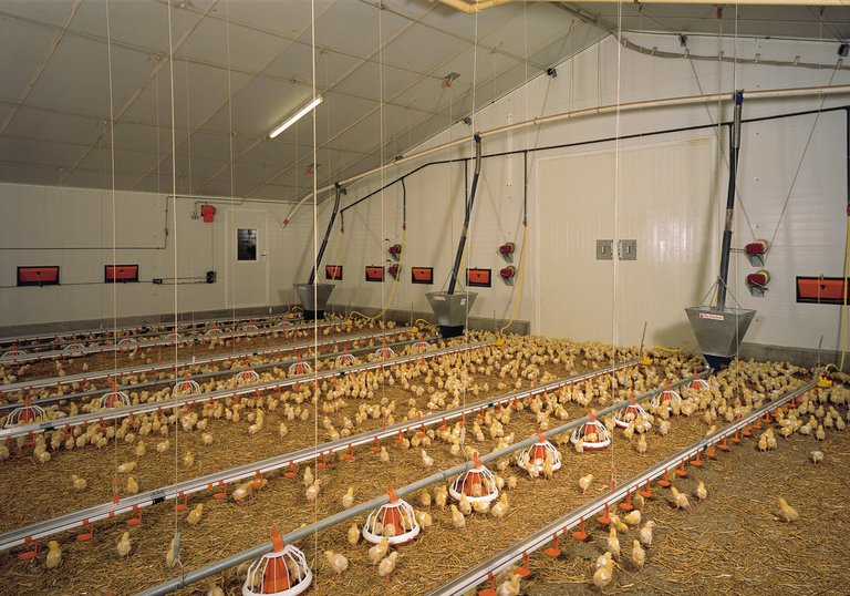 Poultry house for broiler growing 