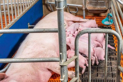 Системы поения