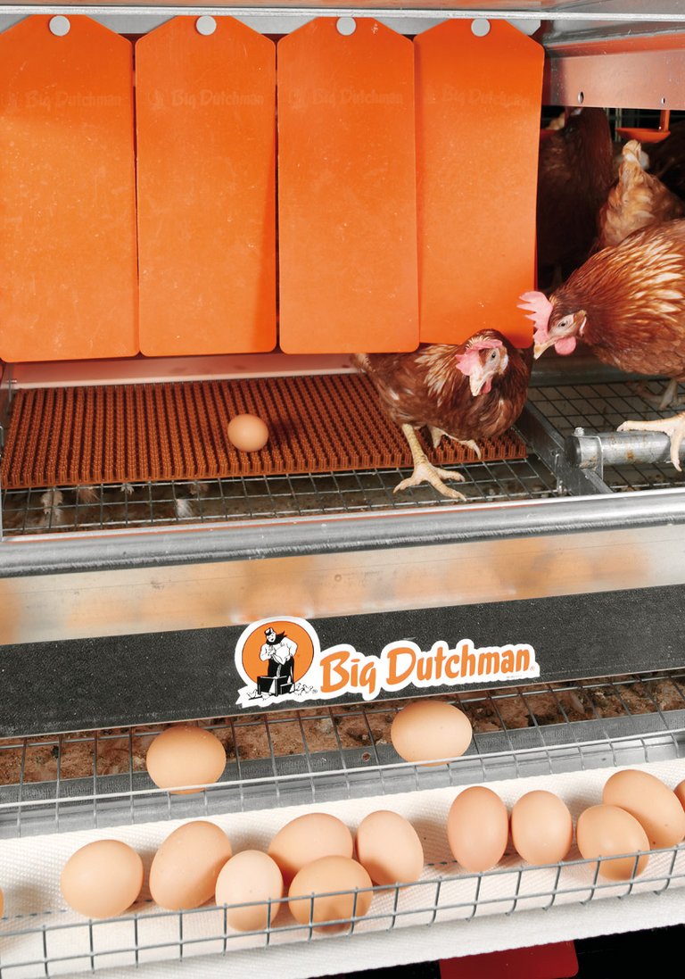 Produzione di uova con Colony-EU