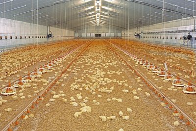 Inside of a poultry house with chicks