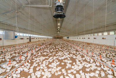 Вид на корпус для откорма изнутри Вид на корпус для откорма изнутри