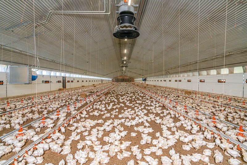 Вид на корпус для откорма изнутри Вид на корпус для откорма изнутри