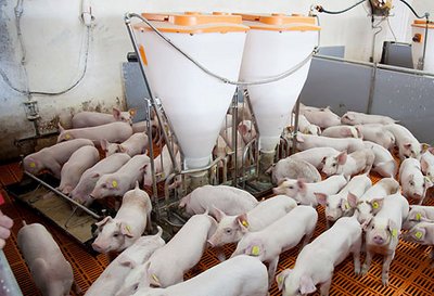 Porco Bello: Instalaciones porcinas y sistemas de alimentación para el engorde de cerdos