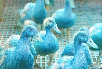 Von Kopf bis Bürzeldrüse blau gefärbte Enten Инновационная чашечная поилка Pekino для содержания уток