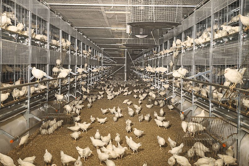 Two aviary rows with birds on the floor in the centre and in the system