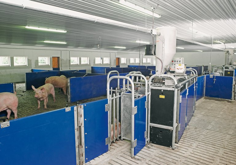Станция кормления по вызову Callmatic 2 для свиноводческого сектора 