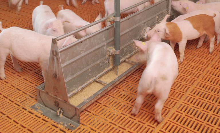 Pig production with HydroMix-Sensor pig feeding system 