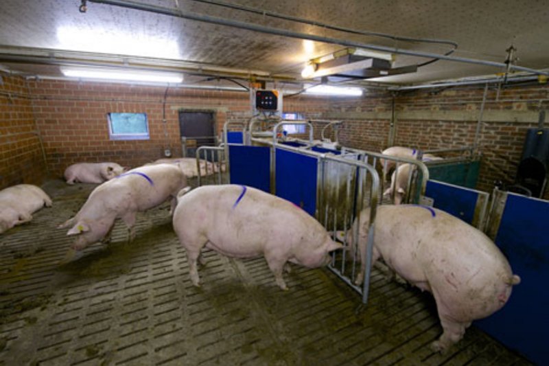 Relaxed sows and calm groups thanks to the electronic sow feeding system Call-Inn
