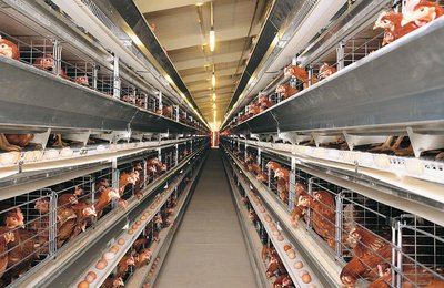 Poultry cages with layer hens