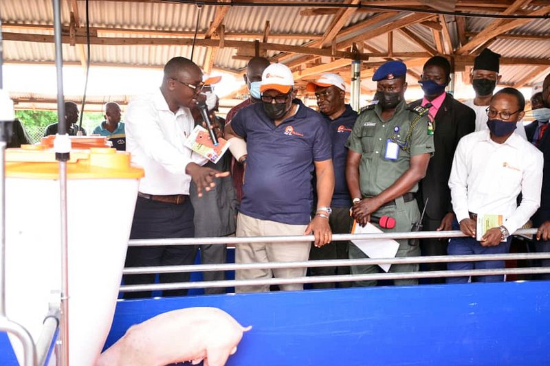 Sow management: Ondo State governor inaugurates farm