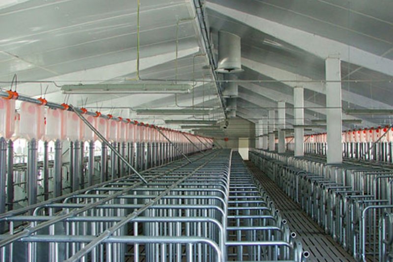 Содержание 2600 свиноматок в замкнутой системе 