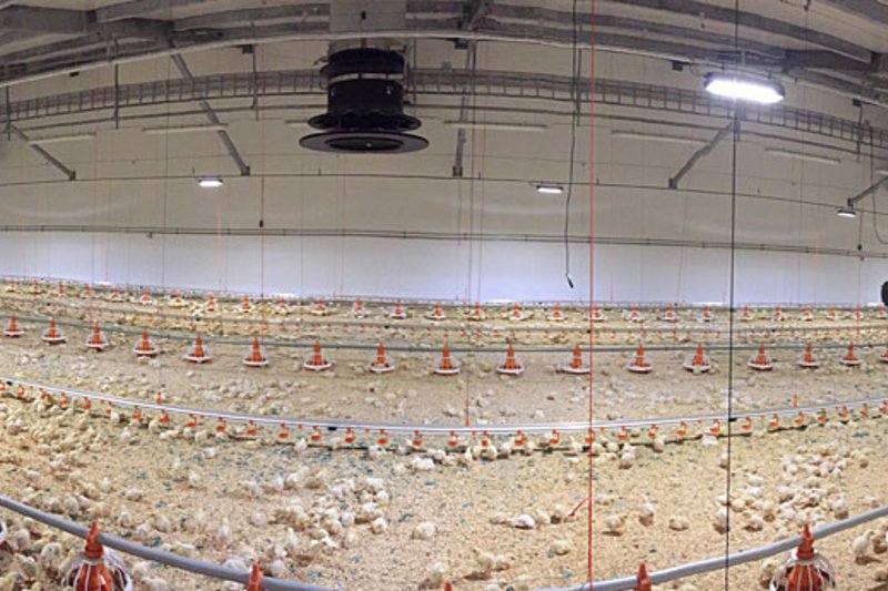 Panoramic photograph showing the inside of the new broiler house