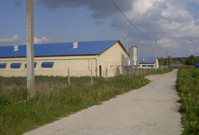 Современны свиноводческий комплекс по производству свинины в ООО «КФХ «Харчевников» Современны свиноводческий комплекс по производству свинины в ООО «КФХ «Харчевников»