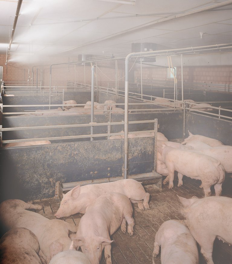Микроклимат в помещении: CombiCool в помещении для откорма свиней 