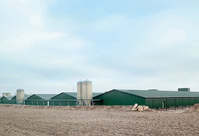 Big Dutchman equips five houses for 84,000 pullets