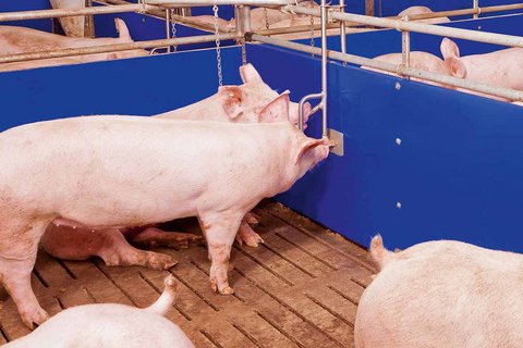 Системы поения