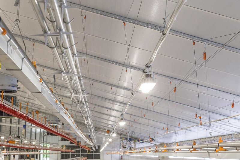 Поднятые под потолок насесты в корпусе с родстадом бройлеров