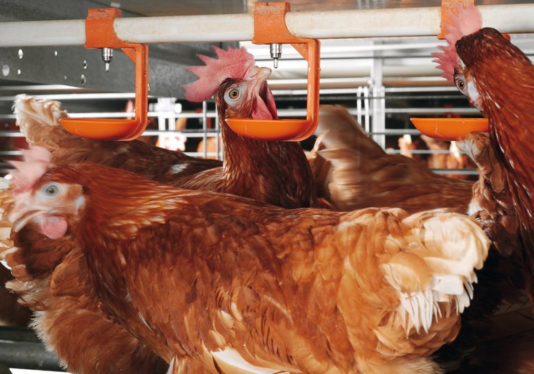 Equipamiento avícola moderno: Jaulas enriquecidas del tipo Colony-EU 