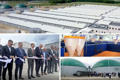 Содержание свиноматок: в Польше состоялось торжественное открытие впечатляющего проекта