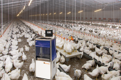 Heidy | la balance de tri mobile pour plus d'uniformité dans l'élevage des parents de poulets de chair