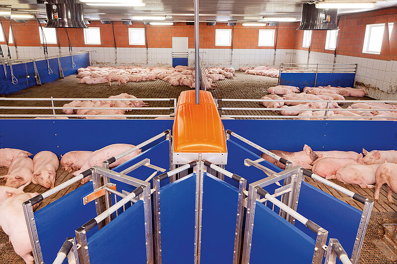 Автоматичні сортувальні ваги TriSort для відгодівлі свиней
