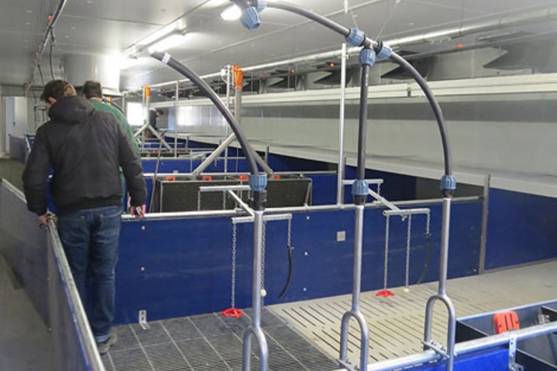 Открытие корпуса с оборудованием для доращивания поросят