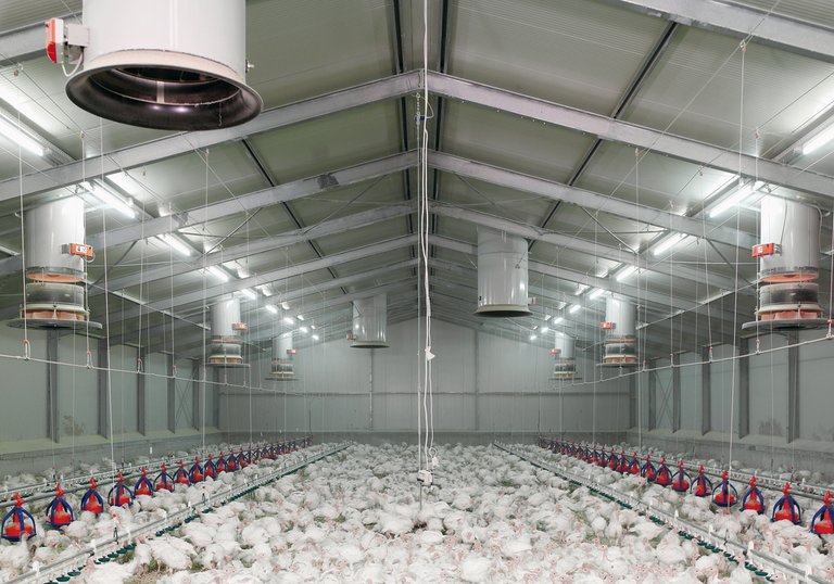 Fumus fresh air chimney for an effective poultry climate control 