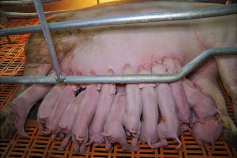 Manejo de cerdos a nivel mundial en Corea del Sur