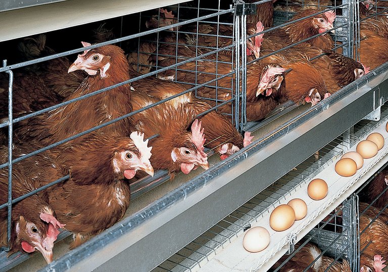 Egg production with UNIVENT 