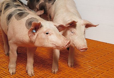 Cвиноводство Cвиноводство