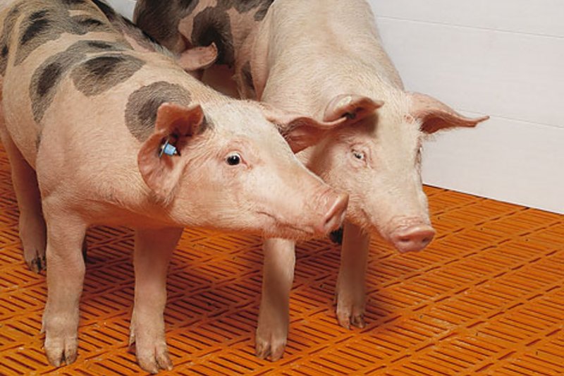 Cвиноводство Cвиноводство