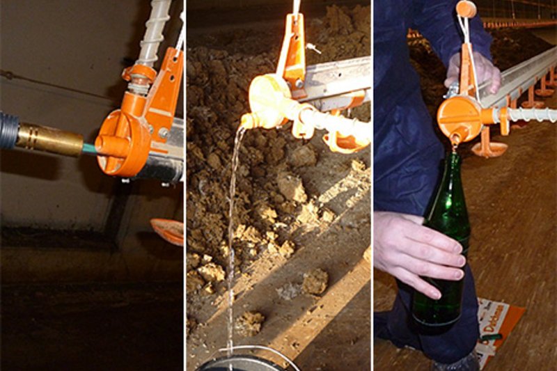 Содержание птицы: "внутренняя суть" биопленки Содержание птицы: "внутренняя суть" биопленки