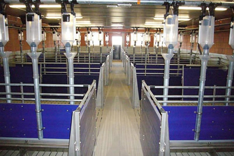 Sow equipment for sow management: Gilt rearing unit