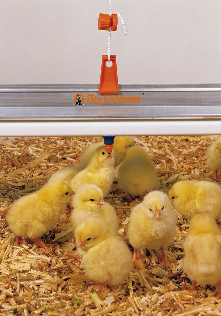 Угояване на птици: пилета използват нипелната поилка SaniStar на Big Dutchman