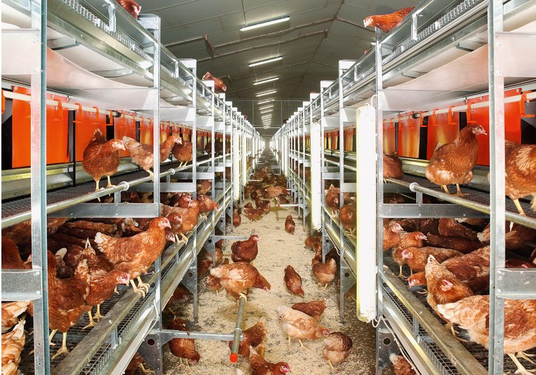 NATURA Colony for free range and barn egg production