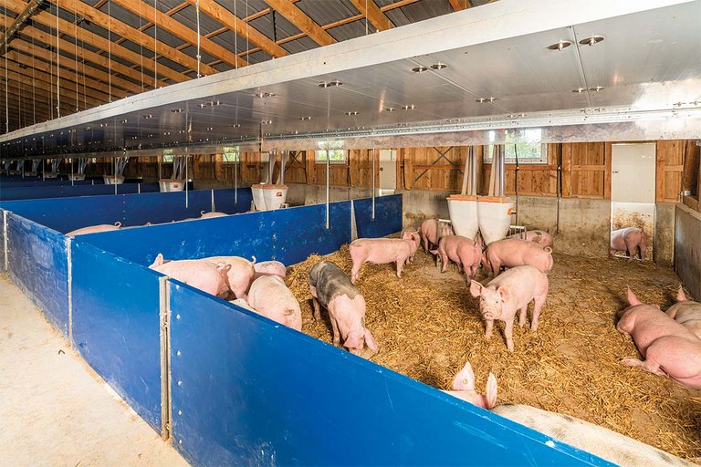 Organic pig production 