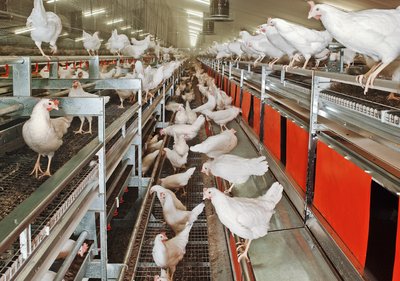 Bodenhaltung in der NATURA-Nova Twin-Voliere 