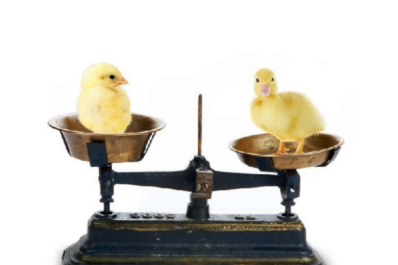 Tierwiegung - Präzise Wiegesysteme für alle Geflügelarten